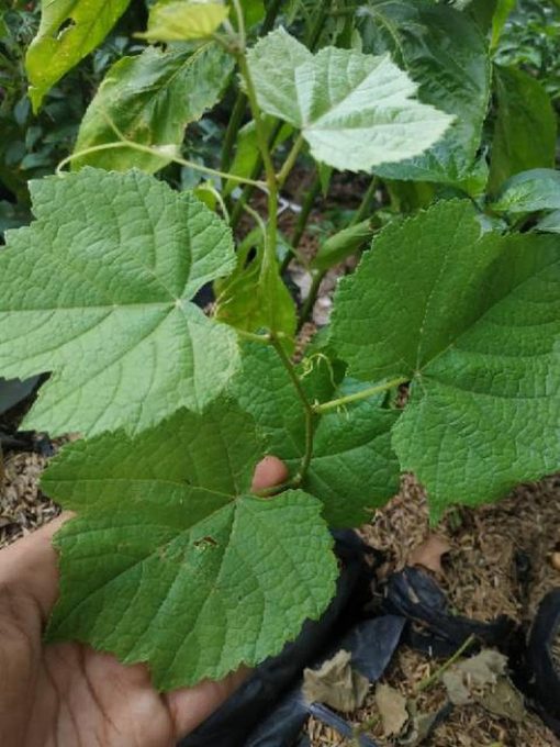 Bibit buah anggur hijau import merah super hidup ninel jupiter manis Kota Administrasi Jakarta Pusat