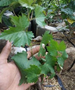 Bibit buah anggur hijau import merah super hidup ninel jupiter manis Bangka Belitung