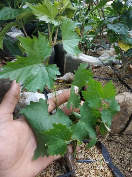 Bibit buah anggur hijau import merah super hidup ninel jupiter manis Bangka Belitung