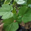 Bibit buah anggur hijau import merah super hidup ninel jupiter manis Sumatra Barat