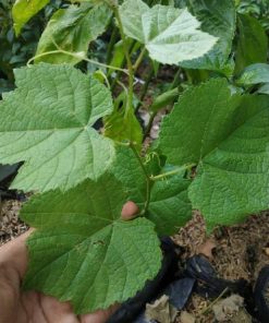 Bibit buah anggur hijau import merah super hidup ninel jupiter manis Sumatra Barat