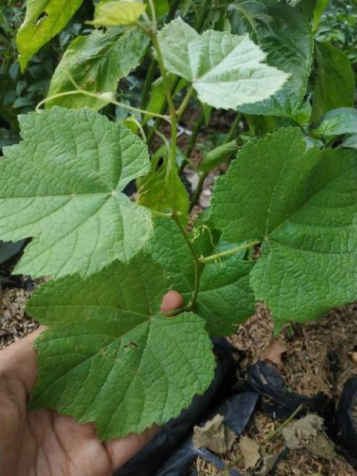 Bibit buah anggur hijau import merah super hidup ninel jupiter manis Sumatra Barat