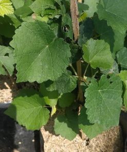 Bibit buah anggur hijau import merah super hidup ninel jupiter manis Lhokseumawe