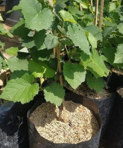 Bibit buah anggur hijau import merah super hidup ninel jupiter manis Palopo