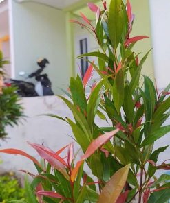 bibit tanaman pohon hias pucuk merah Gorontalo