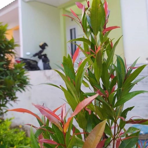 bibit tanaman pohon hias pucuk merah Gorontalo