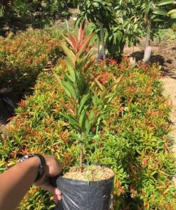 bibit tanaman pohon hias pucuk merah Banda Aceh
