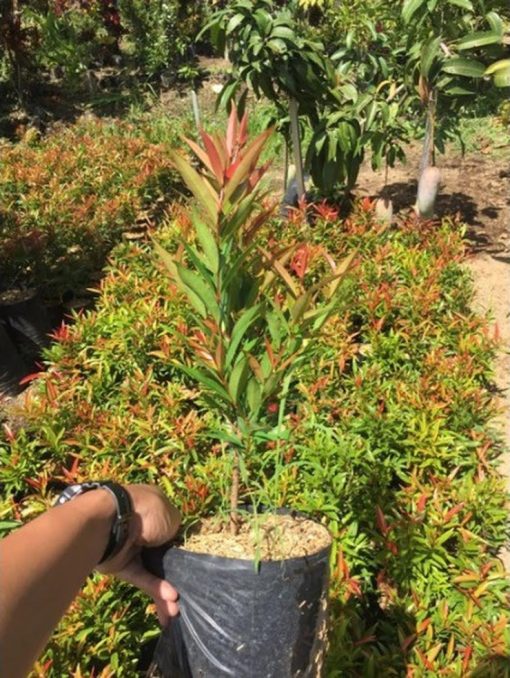bibit tanaman pohon hias pucuk merah Banda Aceh