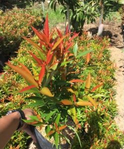 bibit tanaman pohon hias pucuk merah Tanjungbalai