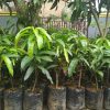 Bibit Mangga Irwin Australia Mangga Ungu Hasil Stek Okulasi Cepat Berbuah Bukittinggi