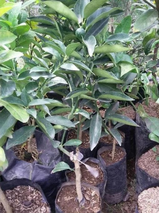 bibit tanaman jeruk tongheng Kalimantan Timur