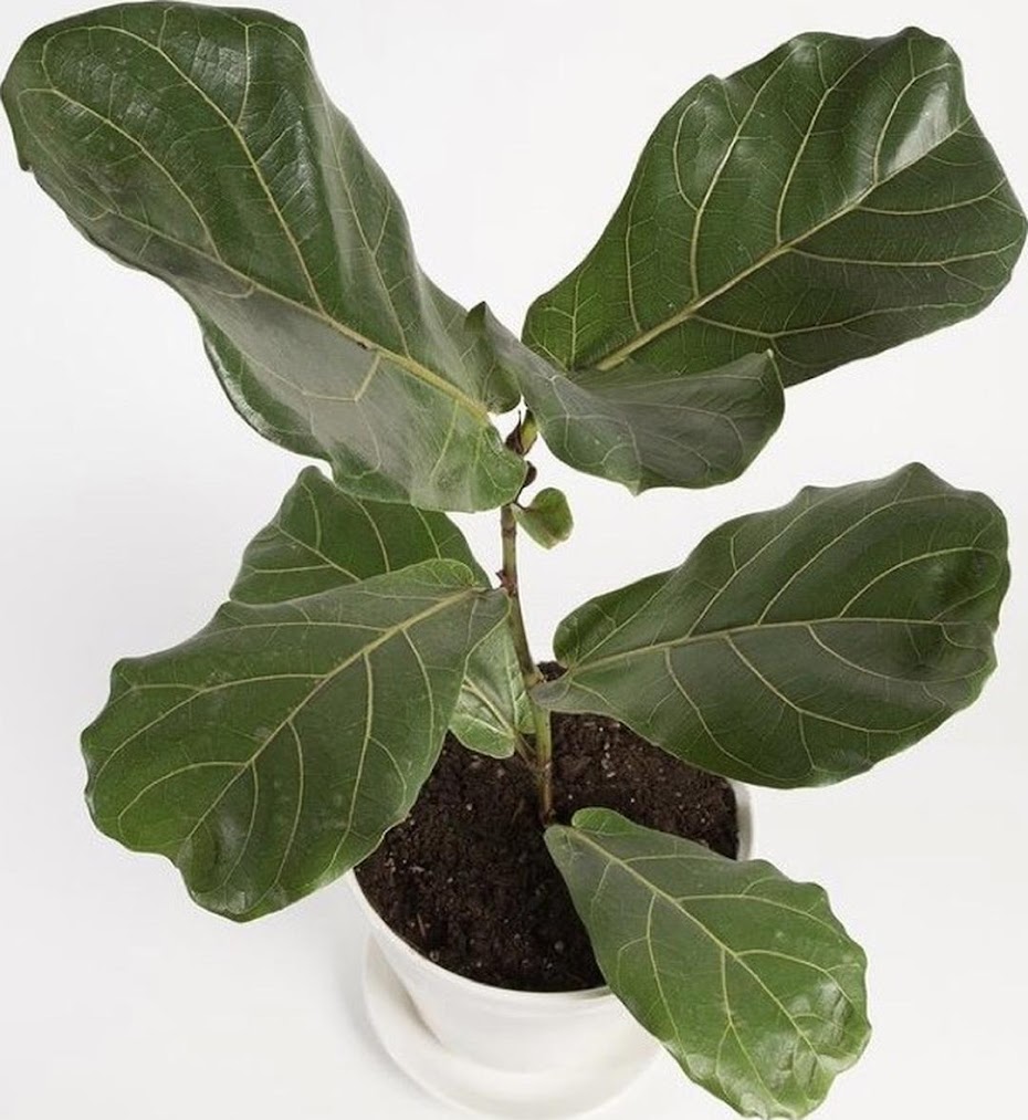 Ketapang Biola Sumatra Barat Ketapang Biola Sumatra Barat