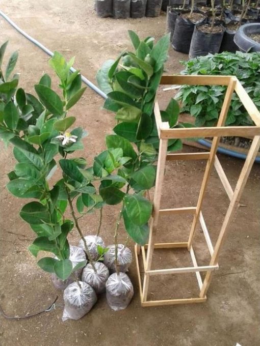 bibit jeruk lemon unggul non biji Tarakan