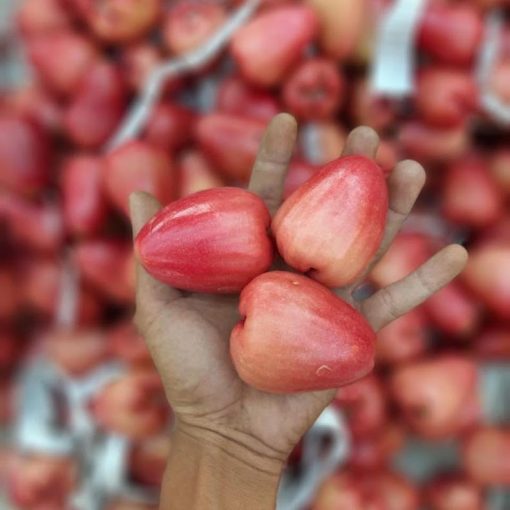 Bibit jambu air cincalo merah Semarang