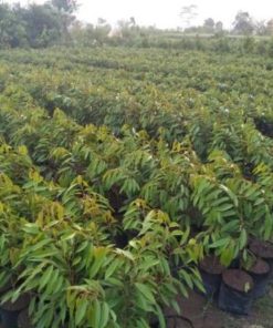 bibit durian musangking okulasi terlaris Tangerang Selatan