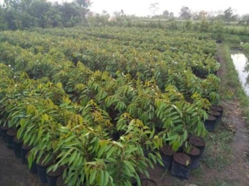 bibit durian musangking okulasi terlaris Tangerang Selatan
