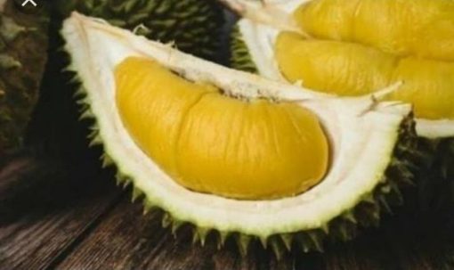 bibit durian musangking 50 60cm Kalimantan Tengah