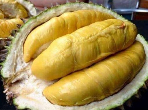 bibit tanaman durian montong kaki 3 okulasi Mataram