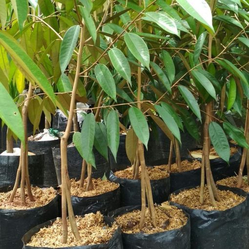 bibit tanaman buah durian montong merah 3 kaki 1 meter Pagaralam