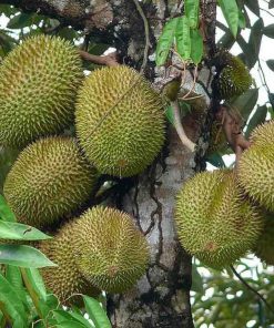bibit tanaman durian musangking Sulawesi Selatan