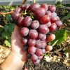 Bibit anggur import senator hasil grafting Sumatra Selatan