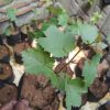 Bibit Anggur Import Moondrop Sweet Saphire Grafting Bontang