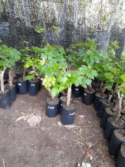 Bibit Anggur Import Moondrop Sweet Saphire Grafting Sulawesi Tengah