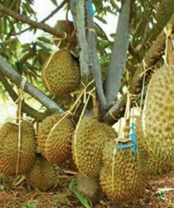 bibit durian montong super unggul Kalimantan Tengah