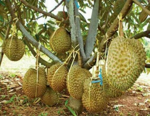 bibit durian montong super unggul Kalimantan Tengah