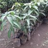 Bibit mangga kiojay Jawa Timur