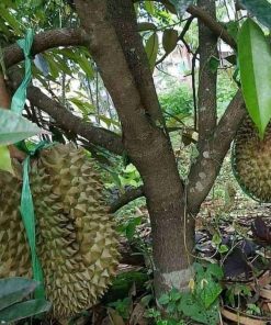 bibit durian montong bibit terbaik Nusa Tenggara Barat