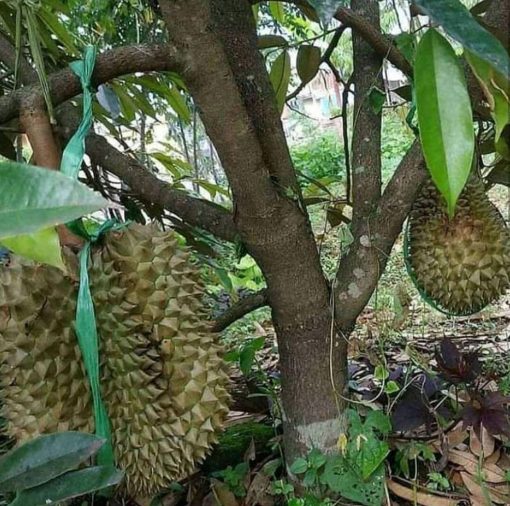 bibit durian montong bibit terbaik Nusa Tenggara Barat