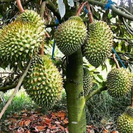 bibit durian montong bibit terbaik Nusa Tenggara Barat