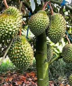 Bibit durian montong BIBIT TERBAIK Sulawesi Tenggara