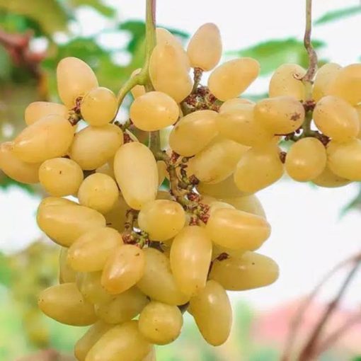 BIBIT ANGGUR IMPORT TRANSFIGURATION grafting Jakarta