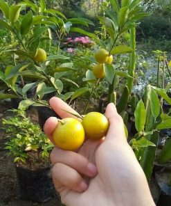 bibit jeruk tongheng superunggul Kepulauan Riau