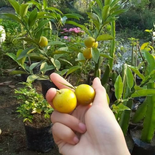 bibit jeruk tongheng superunggul Gorontalo