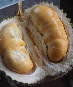 bibit durian duri hitam durian ochee black thorn blackthorn Cilegon