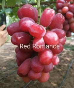 Bibit Anggur Import Red Romance Grafting Aceh