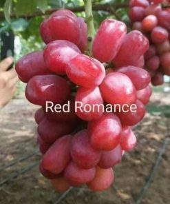 Bibit Anggur Import Red Romance Grafting Bengkulu