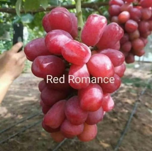 Bibit Anggur Import Red Romance Grafting Bengkulu