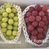 Bibit Anggur Import Red Romance Grafting Pekalongan