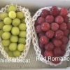 Bibit Anggur Import Red Romance Grafting Palopo