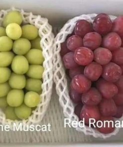 Bibit Anggur Import Red Romance Grafting Palopo