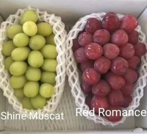 Bibit Anggur Import Red Romance Grafting Palopo