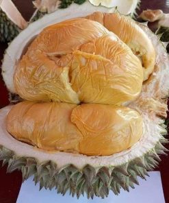 bibit durian duri hitam kaki tunggal Bogor