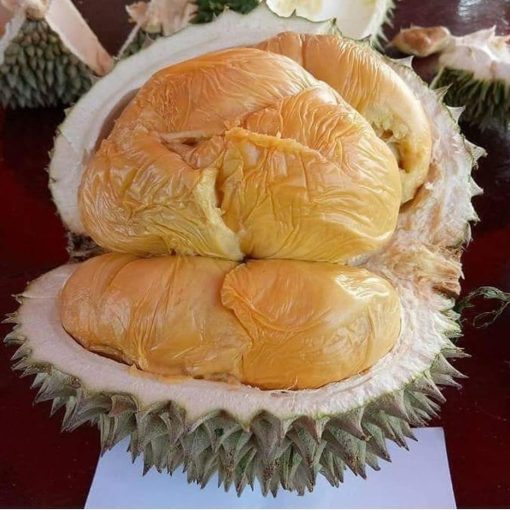bisa cod bibit durian duri hitam kaki tunggal Yogyakarta