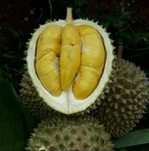 bibit durian montong kaki 3 hasil okulasi cepat berbuah Sulawesi Utara