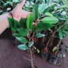 bibit durian montong kaki 3 hasil okulasi cepat berbuah Banten