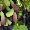 bibit buah anggur Moondrop import asli valid Sumatra Barat